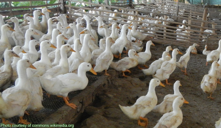 Duck Production In The Philippines Pinoy Negosyo