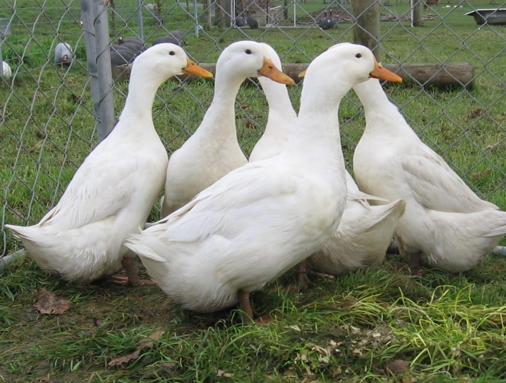 Duck Production in the Philippines - Pinoy Negosyo