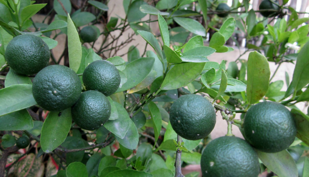 calamansi tree