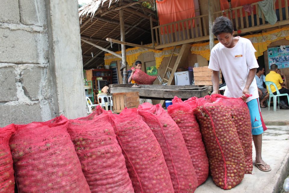 harvesting calamansi