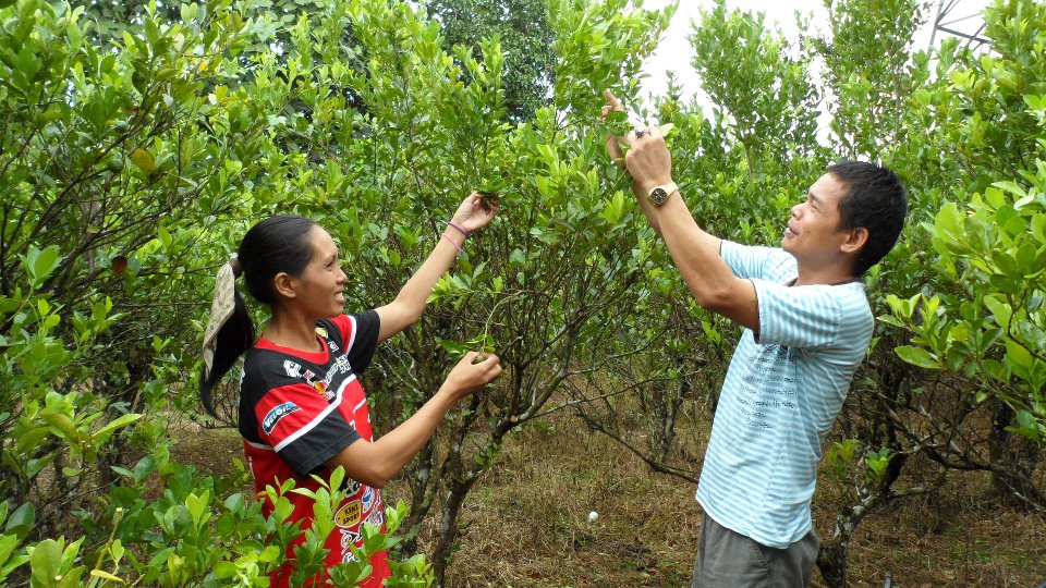 growing calamansi trees