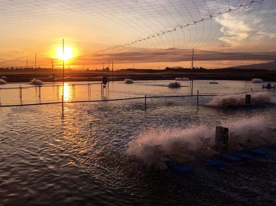 A shrimp farming business in Mindanao