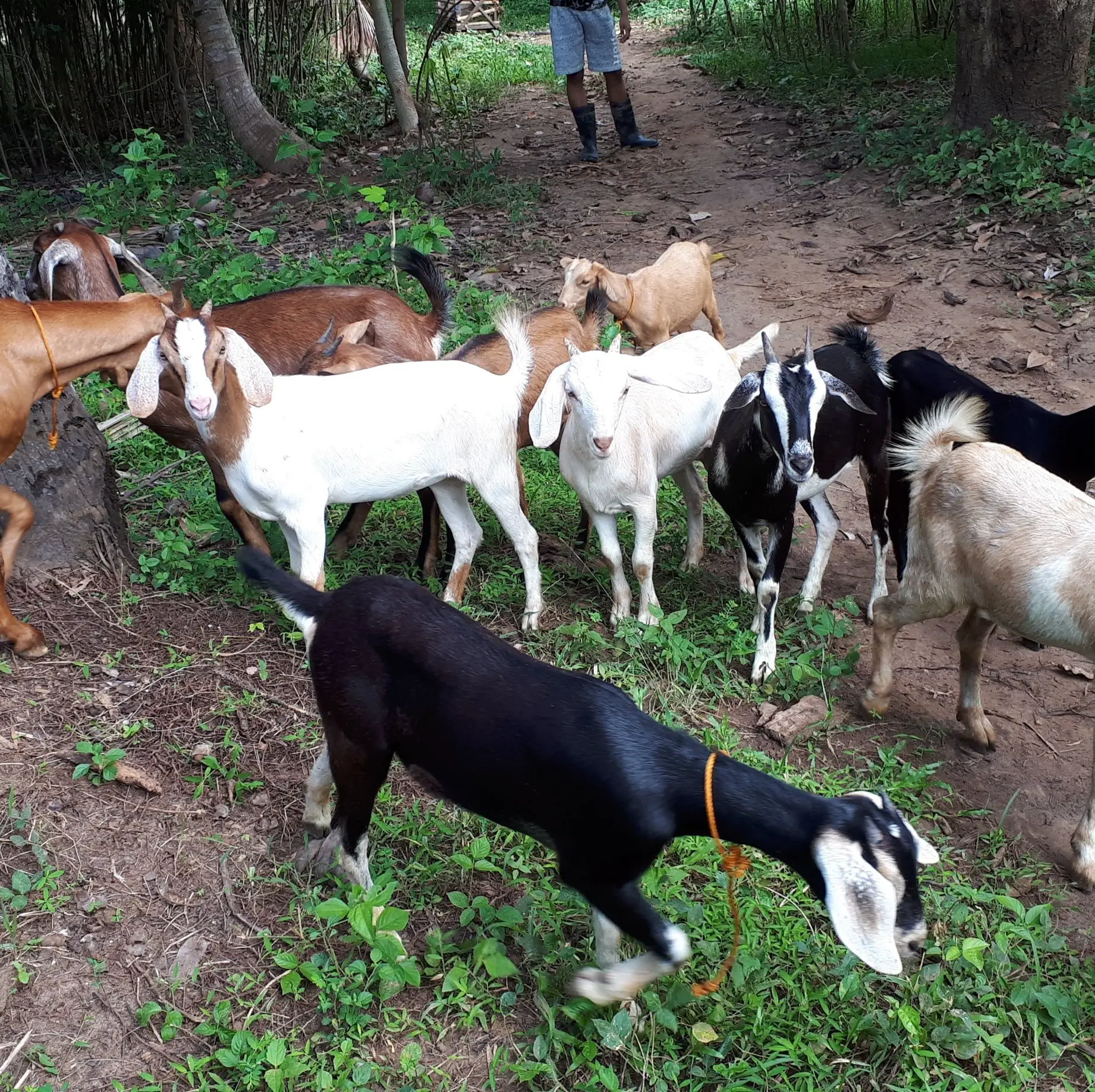 goat farming business plan philippines