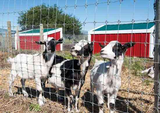 goat raising business